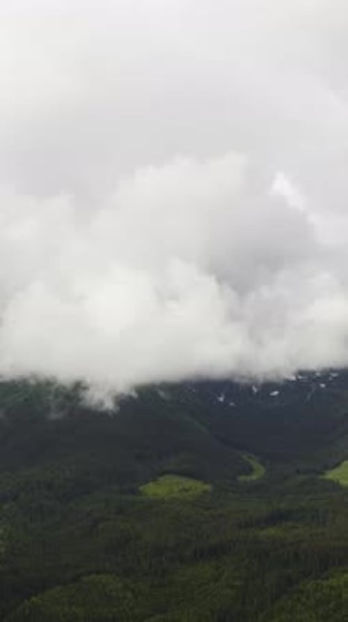 Vertical Screen Aerial Drone Footage Over Dense European Forest in Foggy Weather