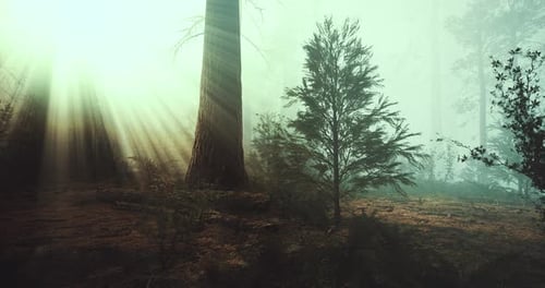 Sunlight Filters Through Misty Forest Trees Creating a Magical Atmosphere