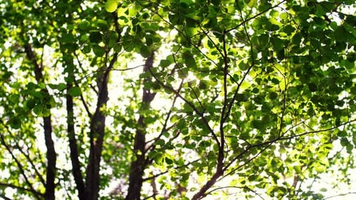 Sunlight Filtering Through Green Tree Leaves in Nature