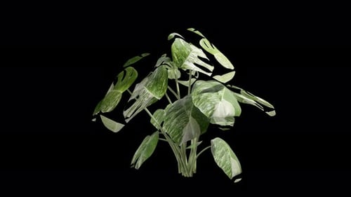 Monstera-Pflanze, die sich im Sommerwind bewegt, realistische Animation