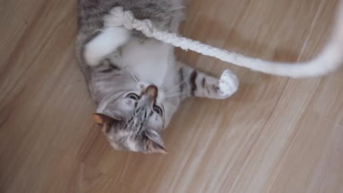 Playful Cat Interacts With String Toy on Floor