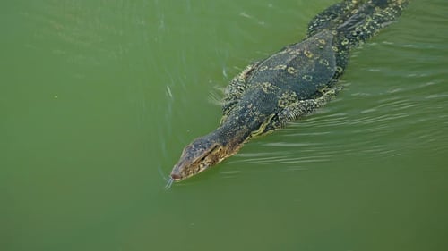 Asian Water Monitor Lizard Swimming in Green Pond Water at Lumphini Park Bangkok Tropical Reptile