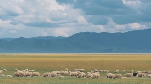 Large Flock of Sheeps Grazing in the Meadow on an Autumn Day Majiestic Mountains are on the