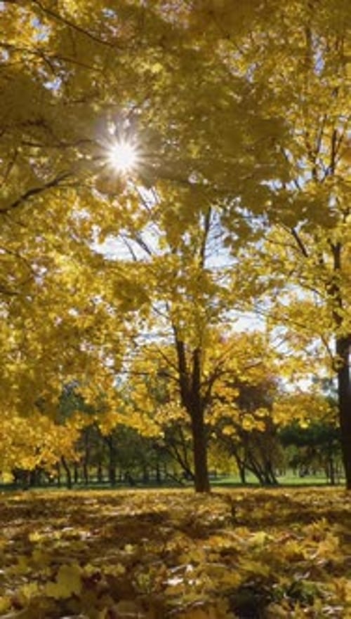 Park or Forest with Yellow Maple Trees at Sunny Autumn Day Camera is Moving Forward at Low Angle