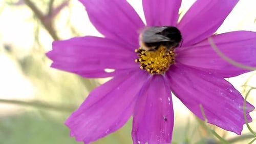 Bee Pollinating Purple Cosmos Flower in Close Up