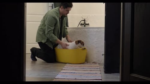 A Jack Russell Terrier in a yellow basin at home in the bathroom after having its paws washed, video