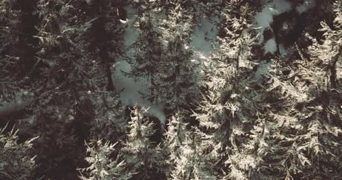 Aerial View Winter Forest with Snow Covered Pine Trees