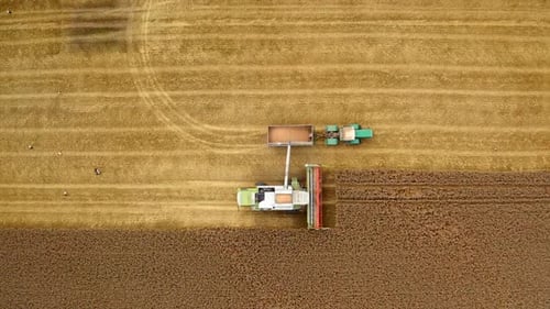 Harvester machine and tractor on yellow field. Combine is pouring ripe grains into the trailer.