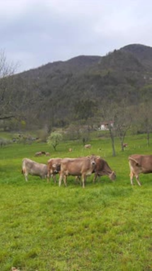 cows grazing and standing in pasture, vertical forward moving shot, spring time