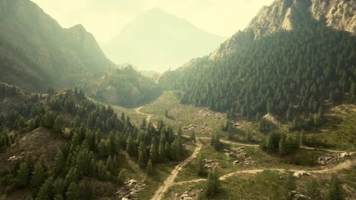 Winding Road in the Mountains with Pine Forest