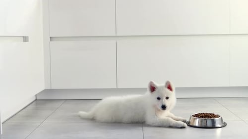White Puppy Eating Dry Food from Bowl Indoors