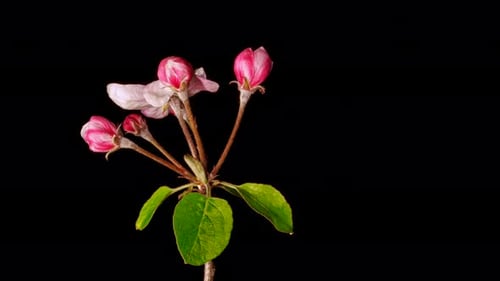 Time lapse of Apple blossom Flower Blooming on Black Background