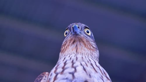 Close Up of Perched Hawk Turns Head