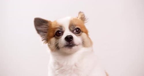 Video shot up close of a happy little dog, puppy lying on a pink rug with a pink wall in the backdro