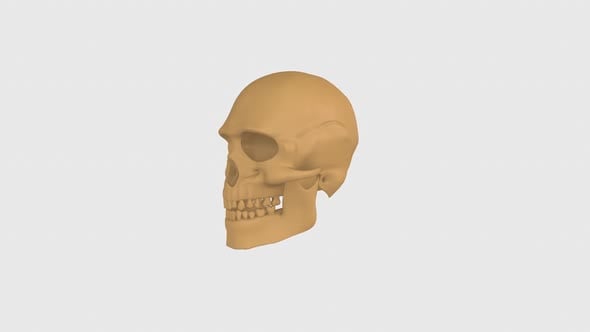 Skull rotation in loop on white background, Miscellaneous Motion ...