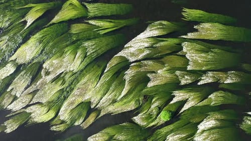 Filmmusik Ansicht wunderschöner Muster, die von Unterwasserpflanzen in einem Fluss geformt wurden
