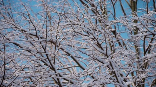Snow Covered Tree Branches Against the Sky on a Sunny Winter Day Close Up Shot View