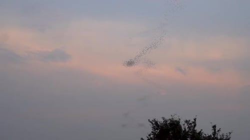Eine große Fledermauskolonie schwärmt bei Sonnenuntergang herum und jagt in Thailand nach Insekten.