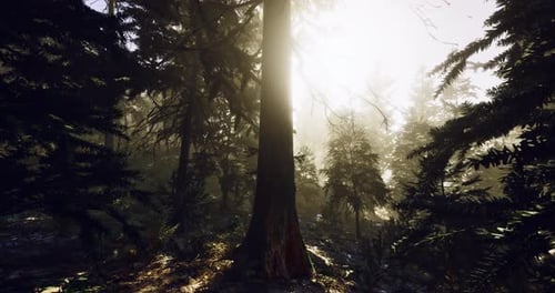 Sunlight Filters Through Trees in a Lush Forest During Early Morning