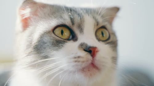 Close Up of a Gray and White Cat