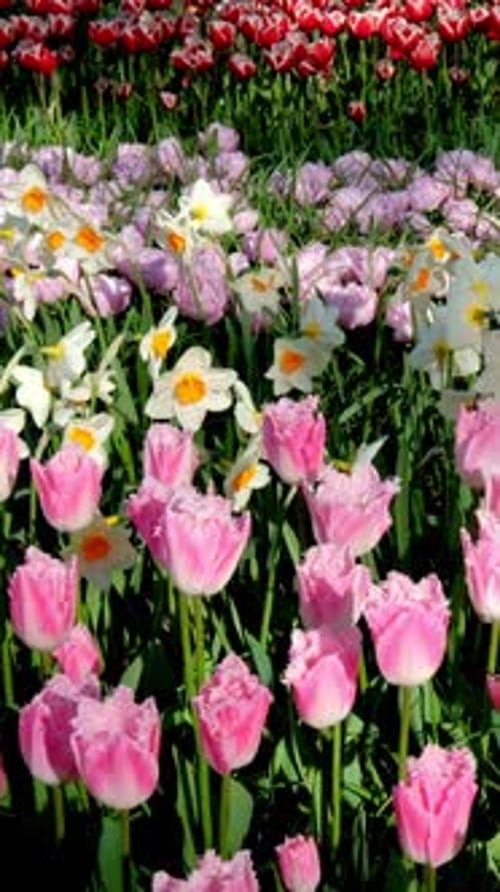 Blooming Tulips in Keukenhof Flower Garden Lisse the Netherlands
