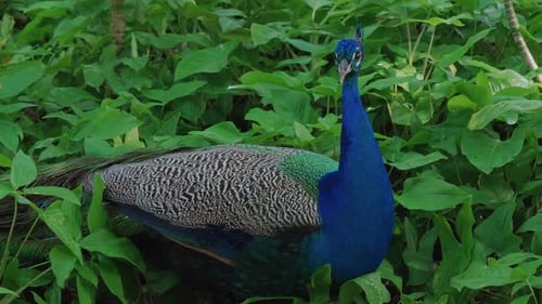 Majestic Blue Peacock Standing in Lush Green Tropical Jungle Foliage