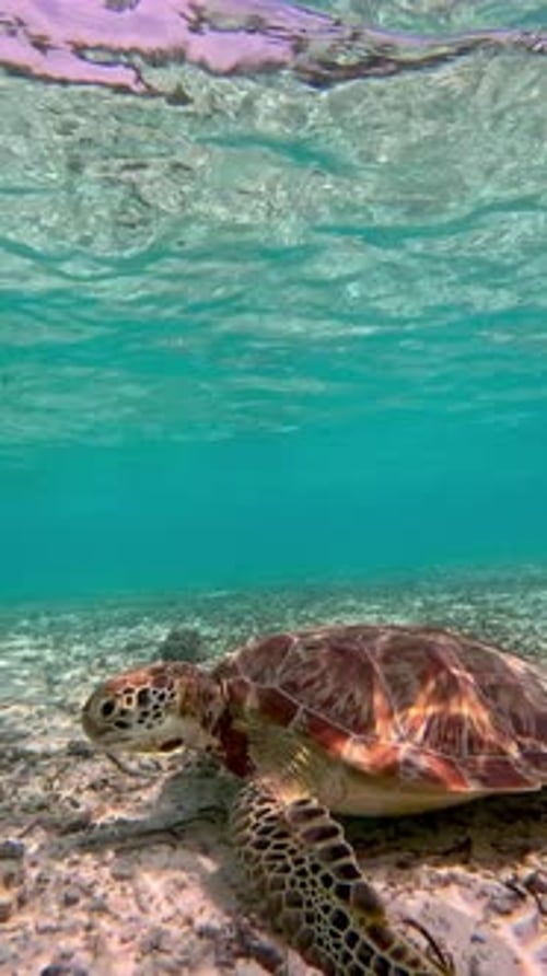 Beautiful Sea Turtle Swimming Underwater in Clear Tropical Ocean with Sunlight and Coral Reef in