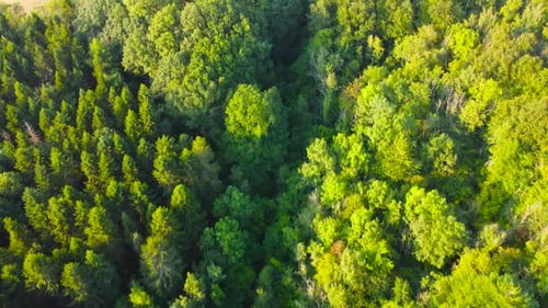 "Top-Down Aerial View of Dense Forest Trees in D