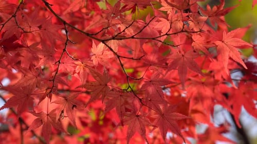 Colorful red maple branch in Autumn - selective focus