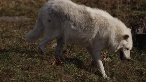 arctic wolf walks down grassy hill slomo closeup