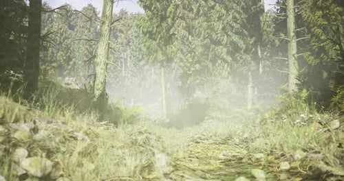 Misty Forest Path Inviting Exploration Through Lush Greenery and Tall Trees