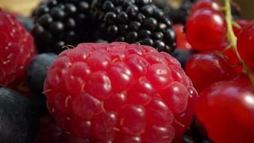 Close Up of Colorful Fresh Summer Berries