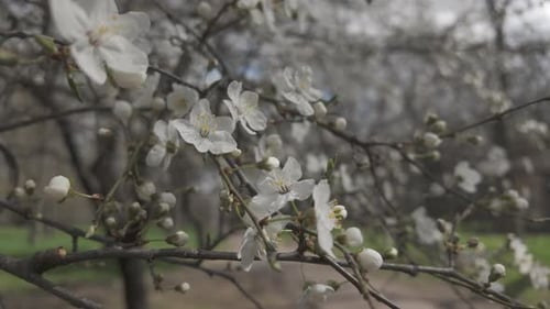 bourgeons et fleurs blancs sur les branches des arbres fruitiers de Prunus au début du printemps dans un verger