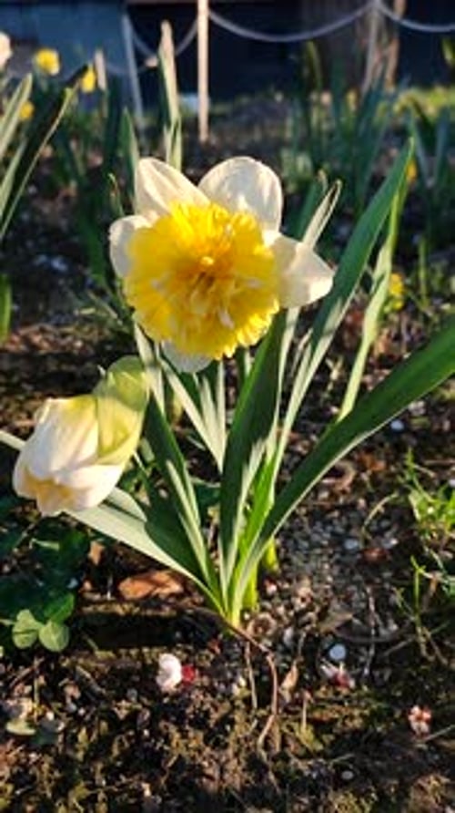 Close up of Beautiful Daffodil Flower in Spring