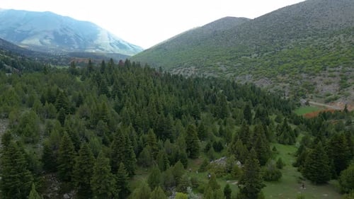 Magnificent pine forests mountain landscapes