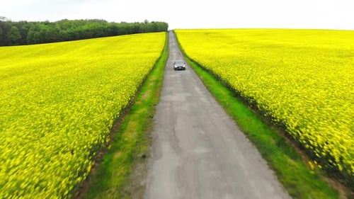Beautiful Spring Scenery of Car Driving Between Canola Field in Spring