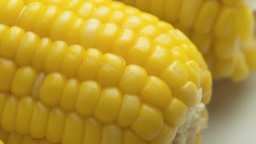 Closeup view of fresh sweet corn on the cob