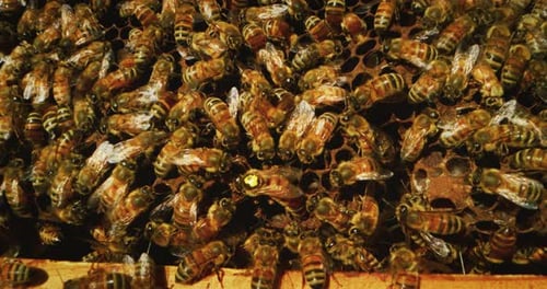 Makro-Nahaufnahme in Zeitlupe von einheimischen Bienen, die Waben für die Fortpflanzung und Honiggewinnung herstellen