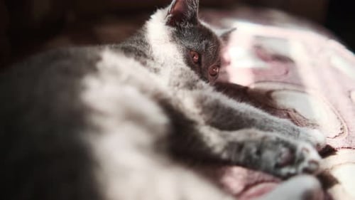 Graue Katze liegt auf dem Bett Eine graue Katze ruht entspannt bequem auf einem Bett