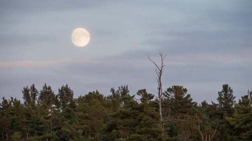 Full Moon Rising Over Forest at Night