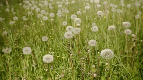 Dandelion Meadow on Sunny Day