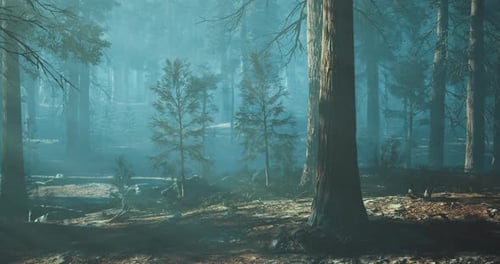 Misty Forest with Tall Trees and Soft Light in the Early Morning Hour