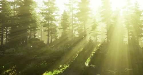 Sunlight Filtering Through Trees in a Serene Forest During Early Morning Hours