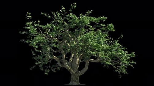 Animated Tree On Alpha 2