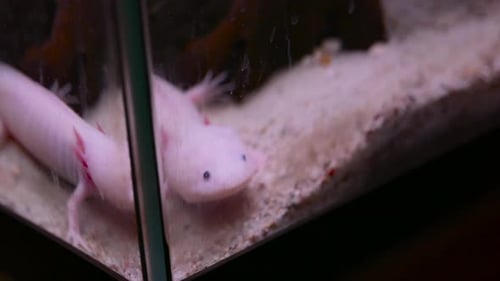 Rosafarbener Axolotl krabbelt langsam im Aquarium