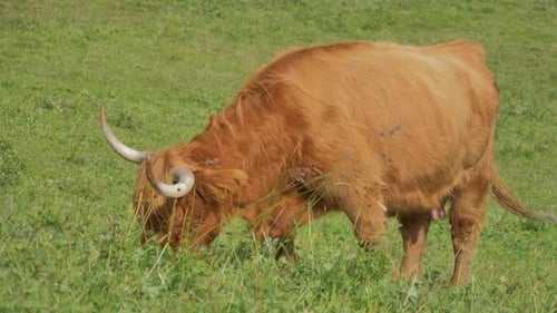 Highland cow enjoying a serene moment while grazing in a vibrant green pasture