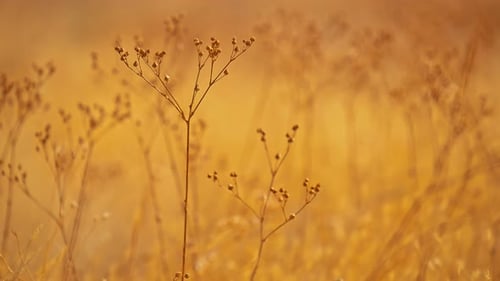 A field of yellow grass with a few brown flowers