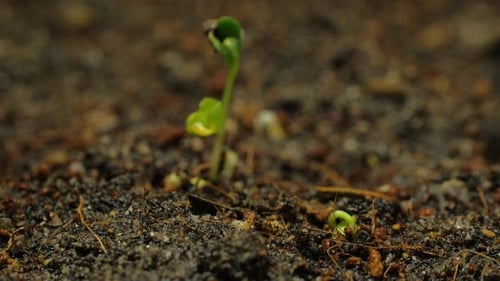 Seedlings Sprouting and Growing in Time Lapse