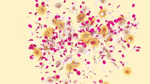 Elegant Floral Bloom and Petals Scatter Transition