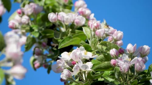 Blossom Apple Tree on Blue Sky Background in Orchard